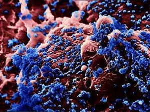 WHO dừng công bố nghiên cứu về đột biến H5N1